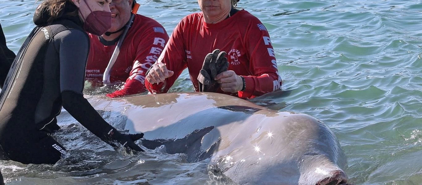 Σε κακή κατάσταση η υγεία της φάλαινας που ξεβράστηκε στον Άλιμο